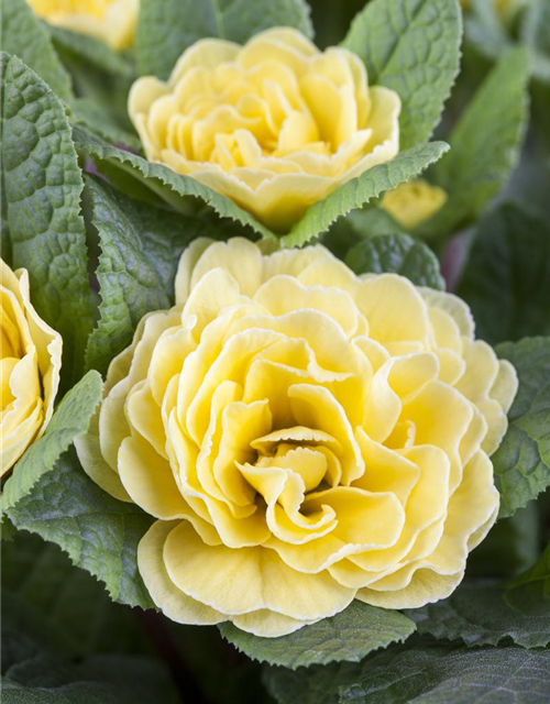 Primula vulgaris Belarina