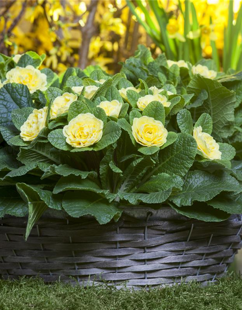 Primula vulgaris Belarina