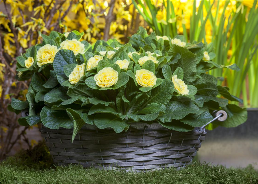 Primula vulgaris Belarina