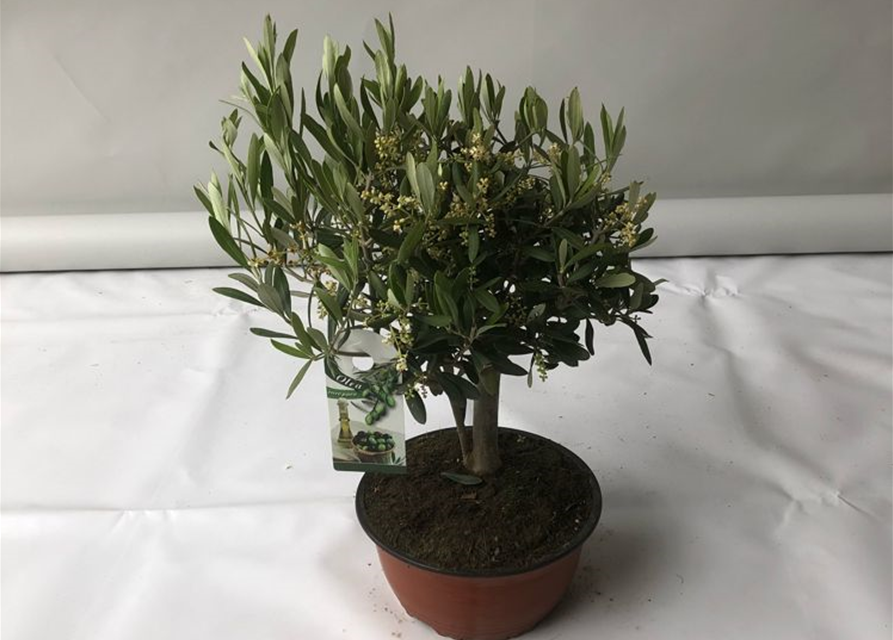 Olea europaea Bonsai Schale