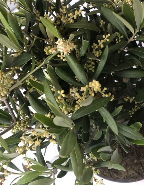 Olea europaea Bonsai Schale