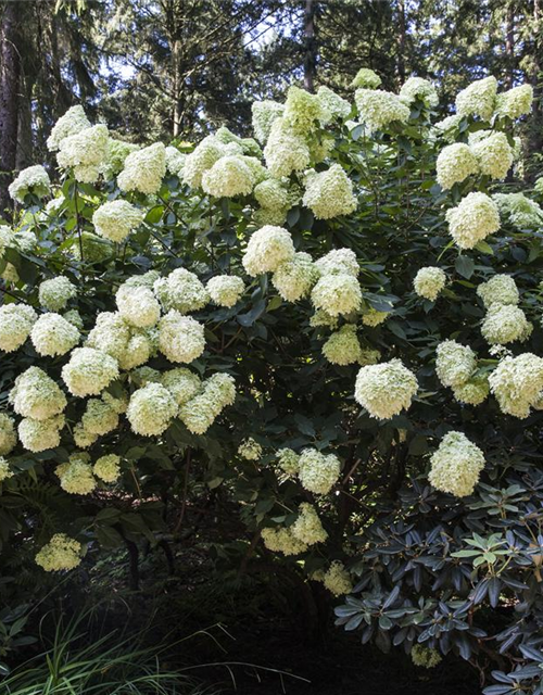 Hydrangea pan. Magical Andes