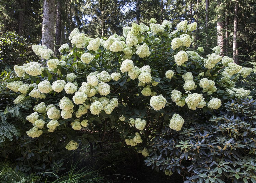 Hydrangea pan. Magical Andes