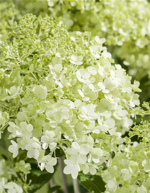 Hydrangea pan. Magical Andes