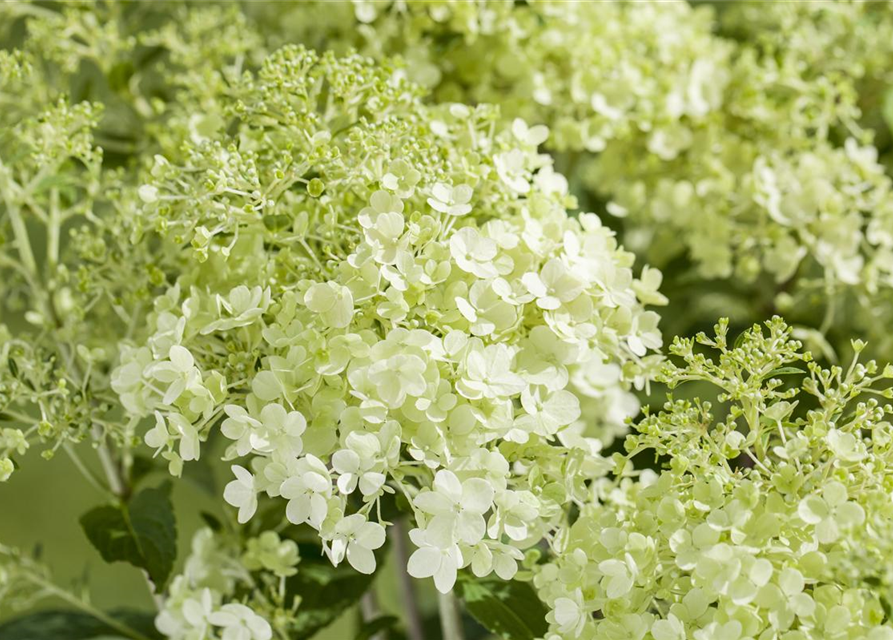 Hydrangea pan. Magical Andes