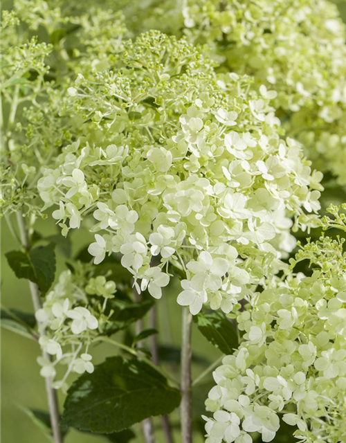 Hydrangea pan. Magical Andes