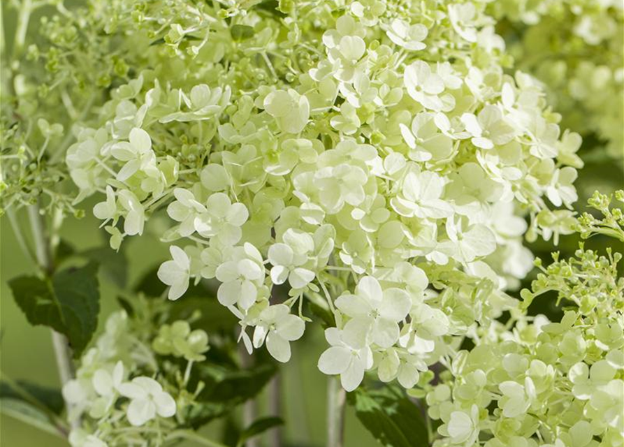 Hydrangea pan. Magical Andes