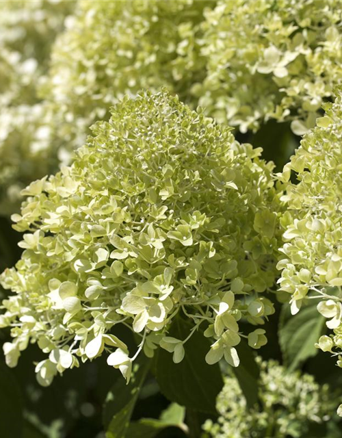 Hydrangea pan. Magical Andes