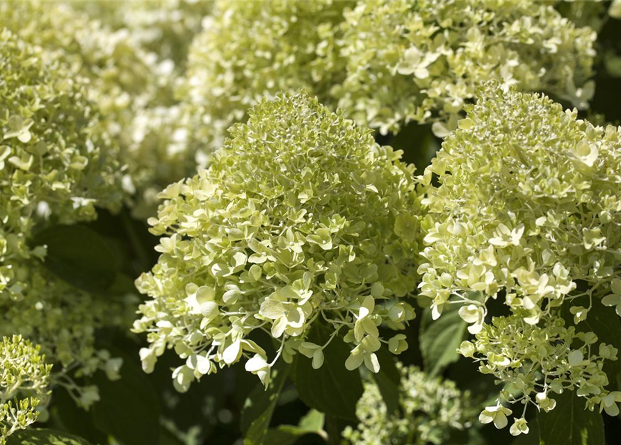 Hydrangea pan. Magical Andes