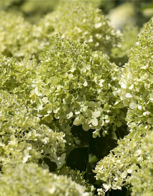 Hydrangea pan. Magical Andes