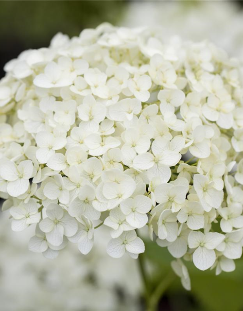 Hydrangea pan. Magical Andes