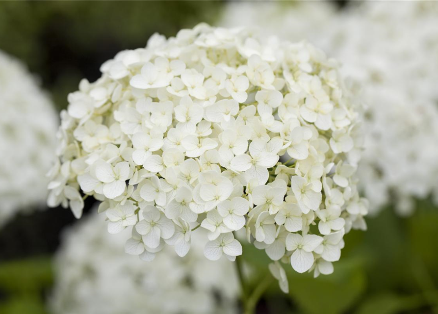 Hydrangea pan. Magical Andes