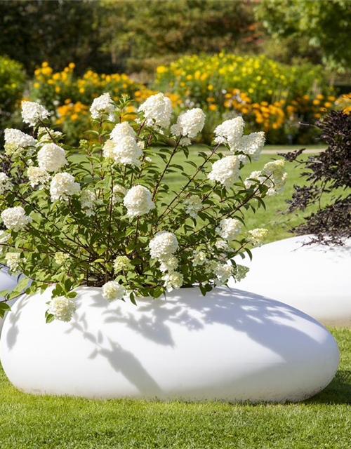 Hydrangea pan. Magical Andes