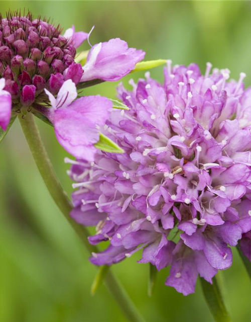 Scabiosa atropurpurea