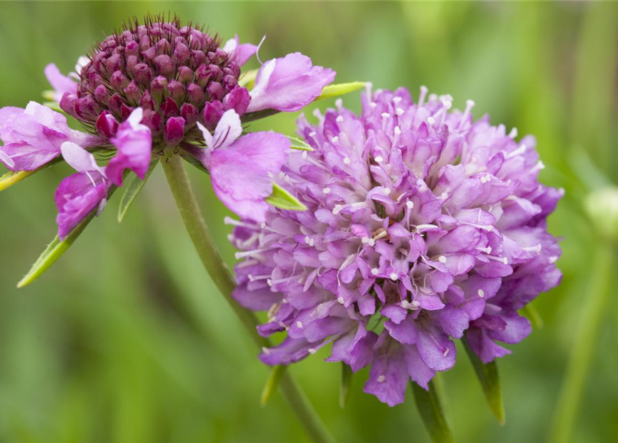 Scabiosa atropurpurea