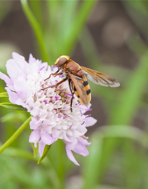 Scabiosa atropurpurea