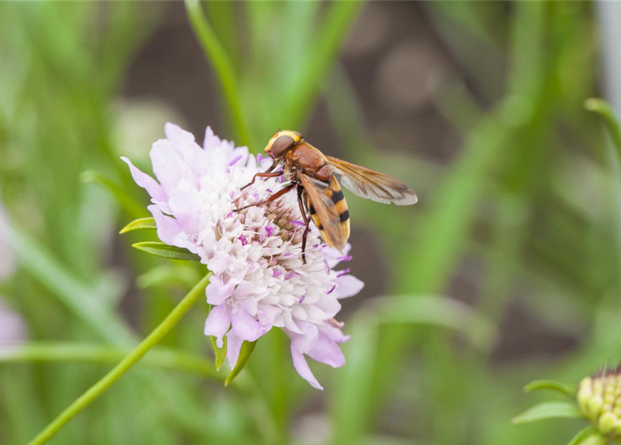 Scabiosa atropurpurea