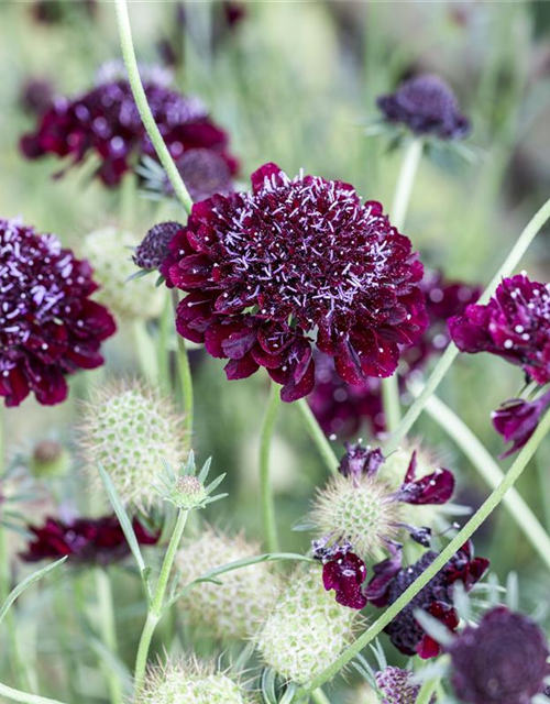 Scabiosa atropurpurea