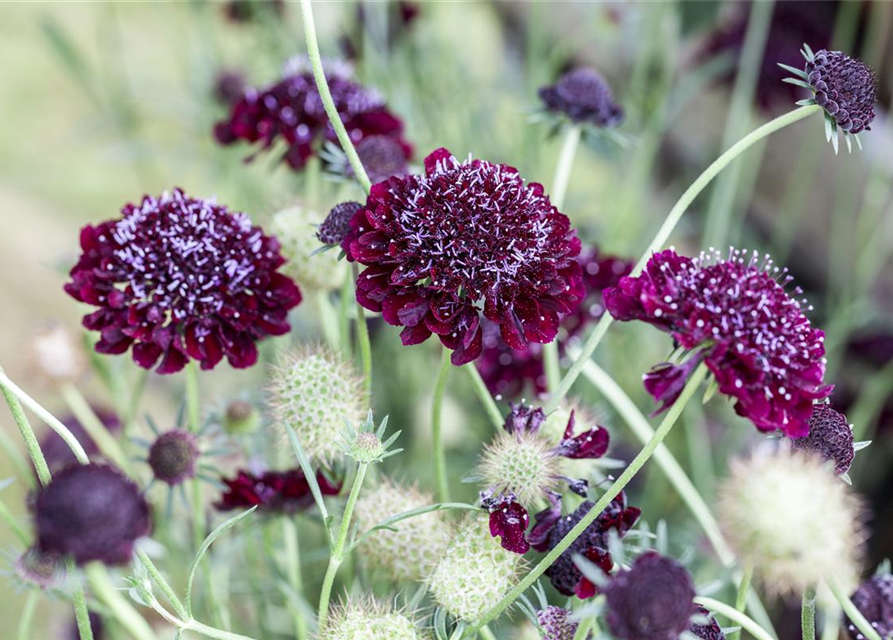 Scabiosa atropurpurea