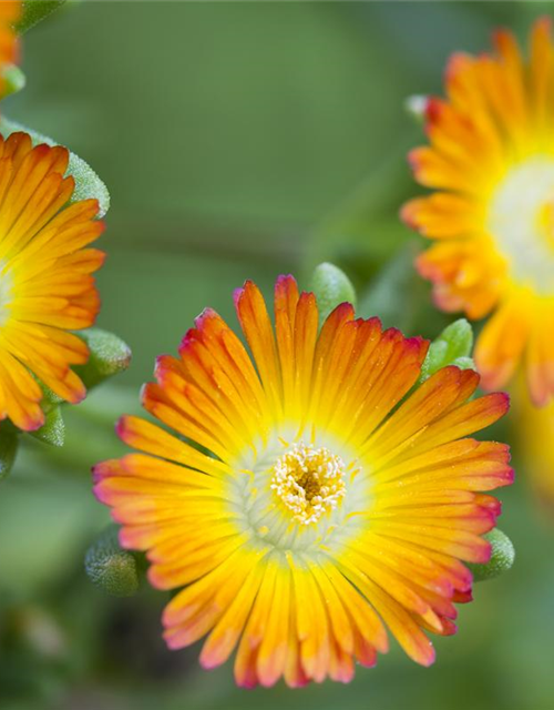 Delosperma Mix