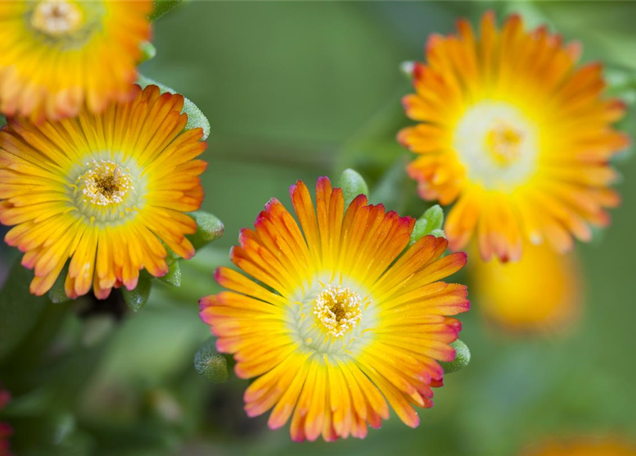 Delosperma Mix