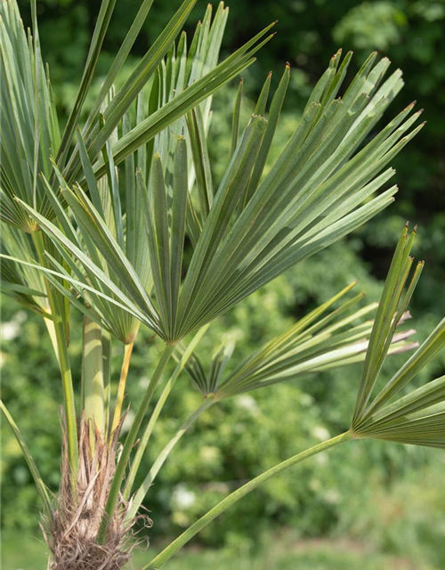 Trachycarpus fortunei