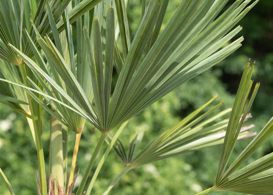 Trachycarpus fortunei