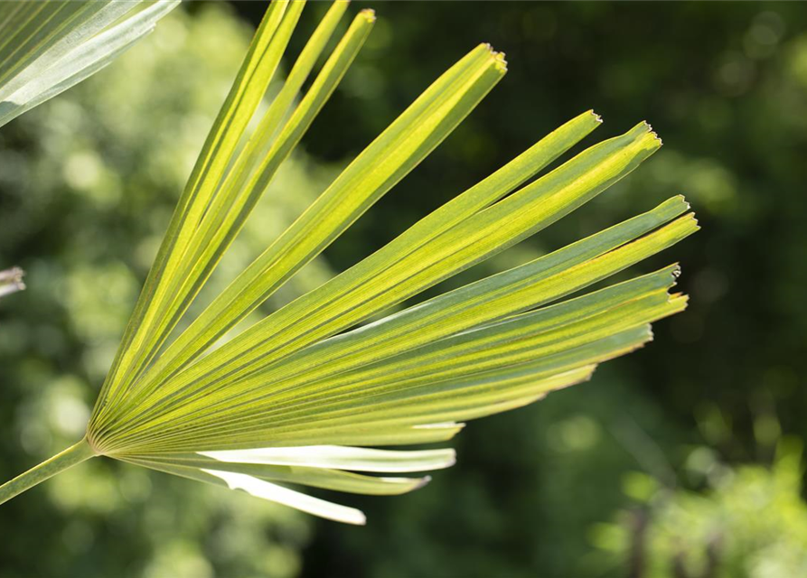 Trachycarpus fortunei