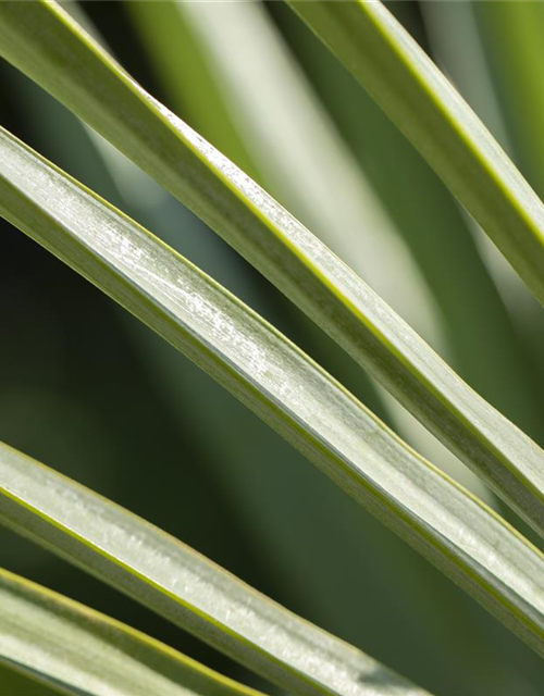 Trachycarpus fortunei