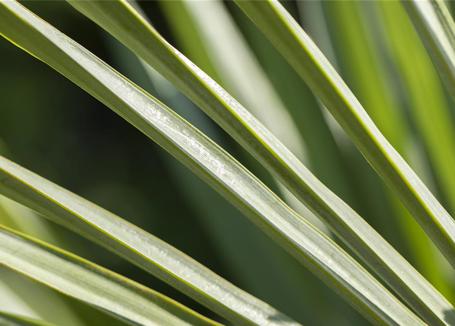 Trachycarpus fortunei