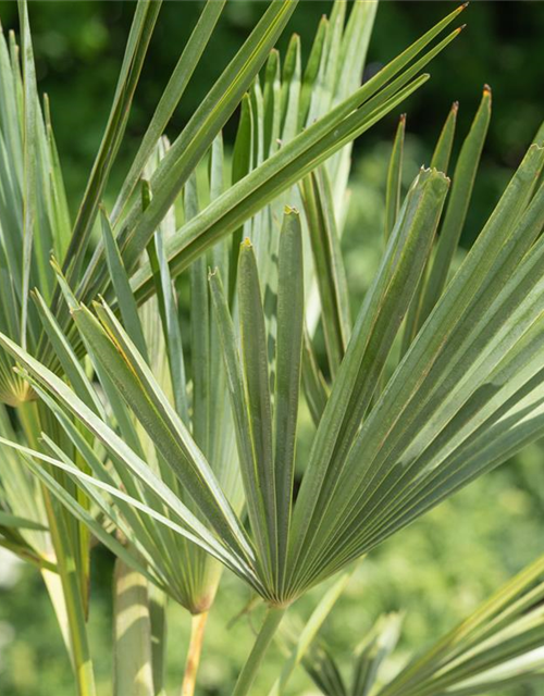 Trachycarpus fortunei