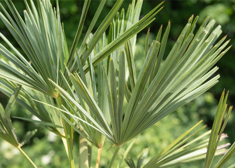 Trachycarpus fortunei