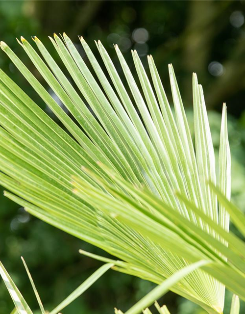 Trachycarpus fortunei