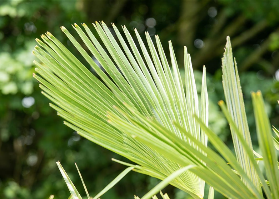 Trachycarpus fortunei