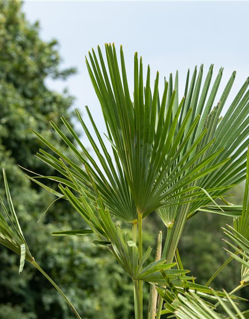 Trachycarpus fortunei