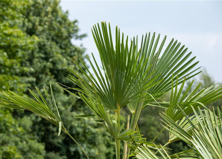 Trachycarpus fortunei