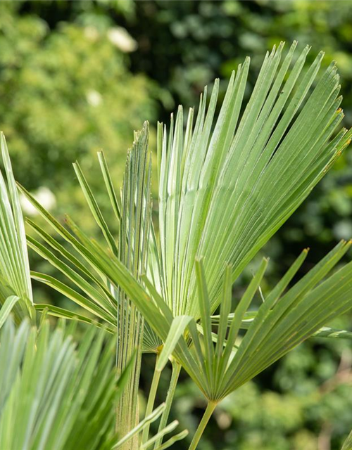 Trachycarpus fortunei