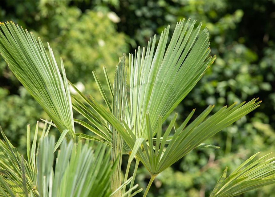 Trachycarpus fortunei