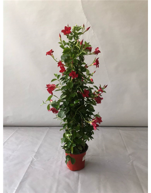 Dipladenia Sundaville Pyramide Rot T19 H90