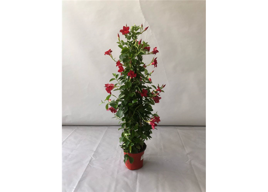 Dipladenia Sundaville Pyramide Rot T19 H90