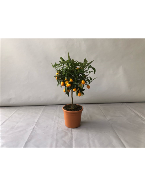 Fortunella margarita Kumquat T20 Höhe 75 cm