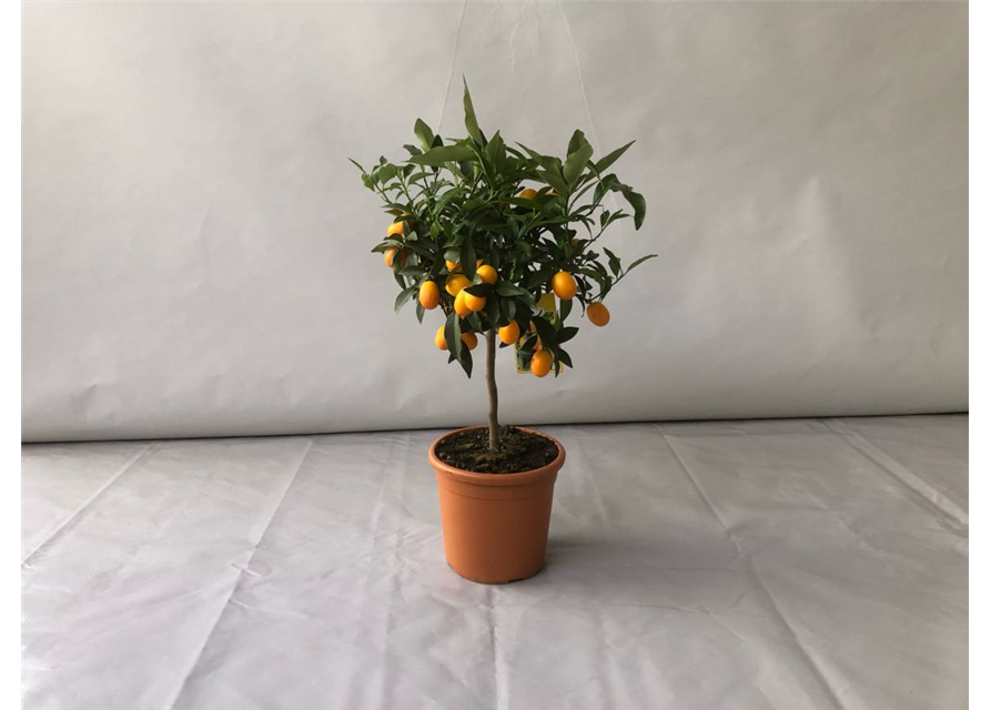 Fortunella margarita Kumquat T20 Höhe 75 cm