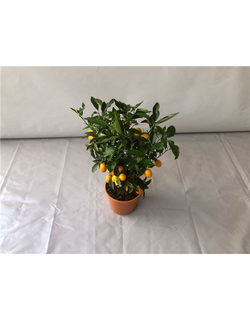 Fortunella margarita Kumquat T20 Höhe 75 cm