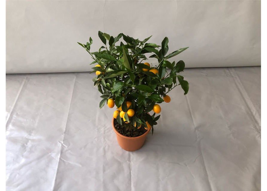 Fortunella margarita Kumquat T20 Höhe 75 cm