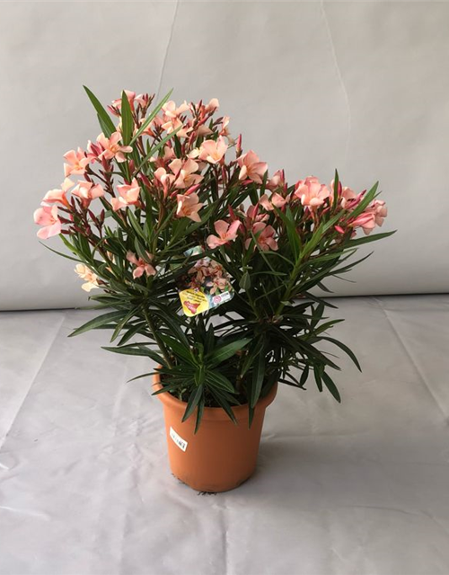 Nerium oleander