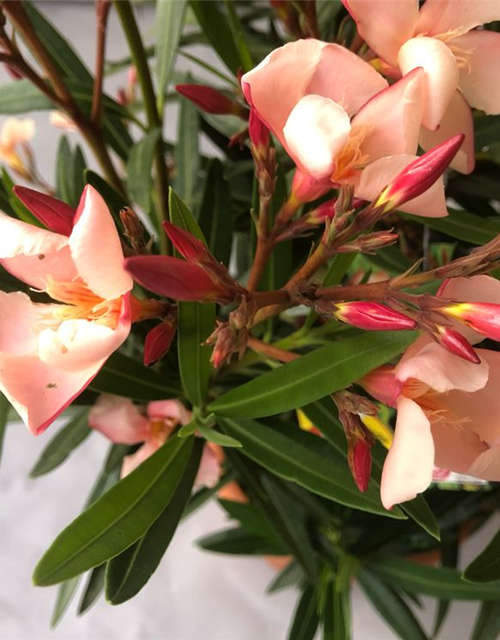 Nerium oleander