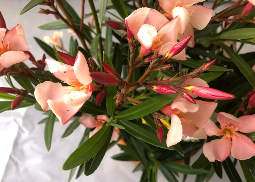 Nerium oleander