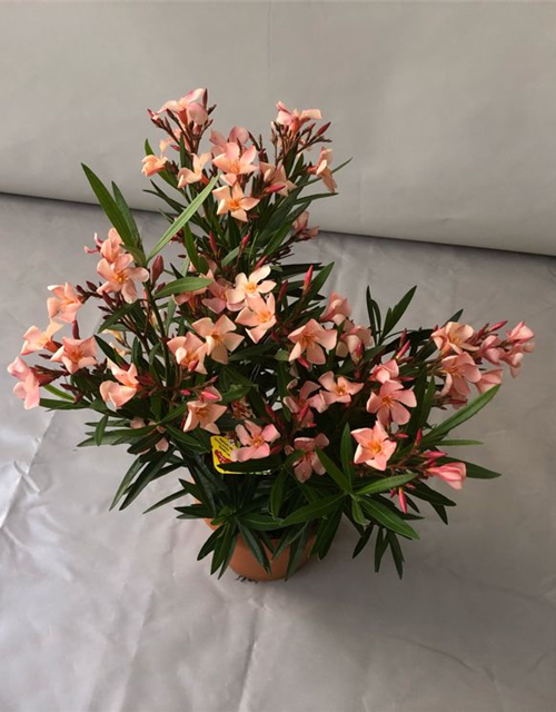 Nerium oleander