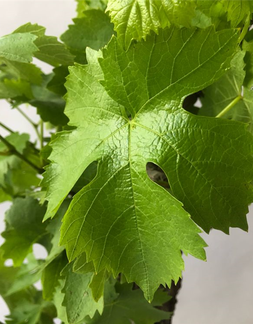 Vitis vinifera knochig