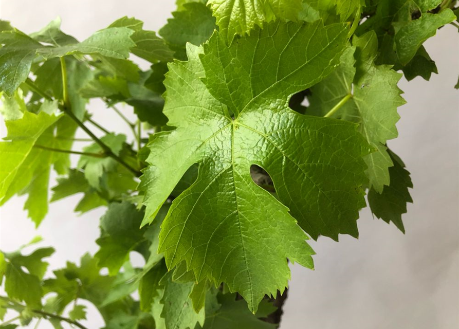 Vitis vinifera knochig